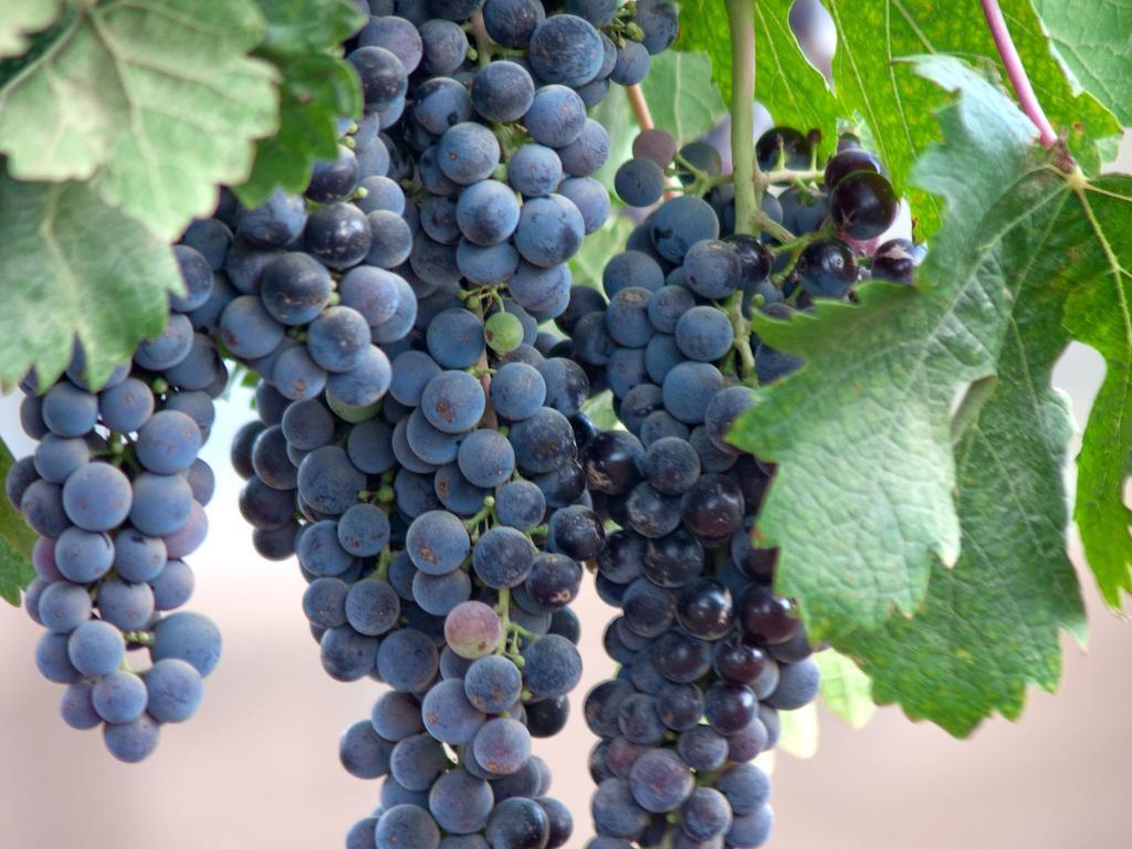 Отель Encuentro Guadalupe Экстерьер фото